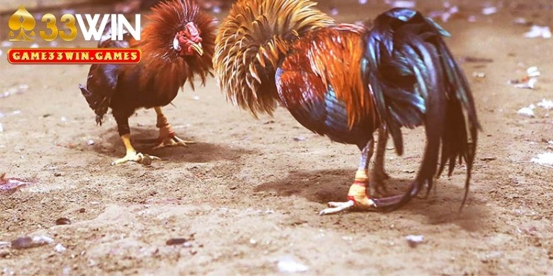 Đá gà cựa dao là gì?