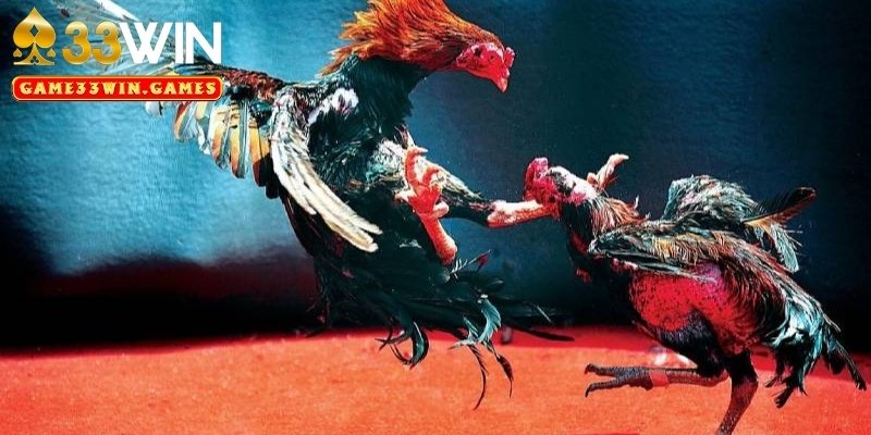 Tổng hợp hình thức đá gà được yêu thích nhất