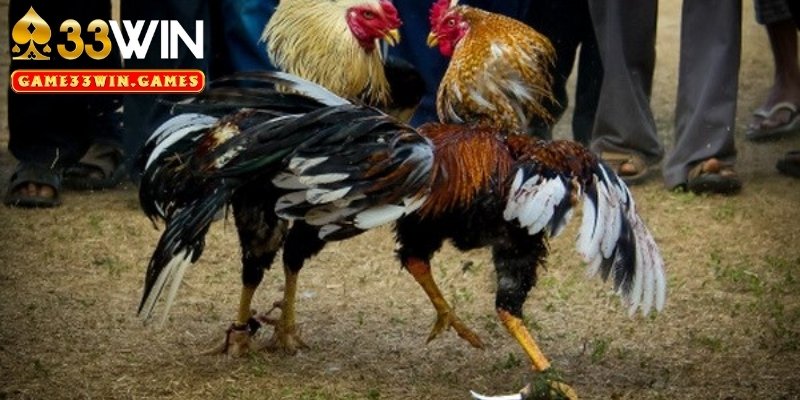 Kinh nghiệm giúp bạn dự đoán chính xác trong đá gà cựa dao