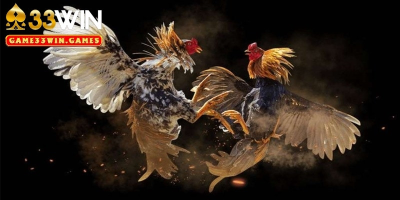 Đánh giá ưu điểm của sảnh đá gà 33Win