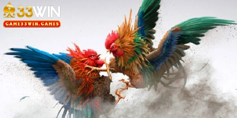 Chọn đúng thời điểm tham gia đá gà cựa sắt