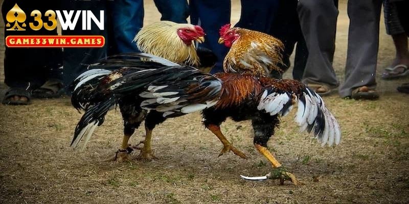 Giới thiệu sảnh đá gà 33Win hấp dẫn và kịch tính