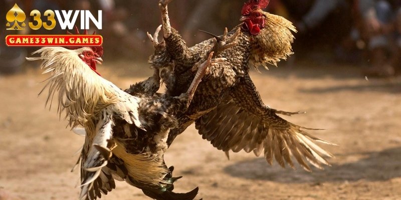 Đá gà trực tiếp Campuchia là gì?