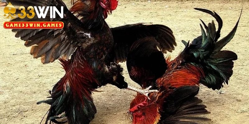 Điểm đặc sắc khiến đá gà cựa sắt thu hút mọi bet thủ