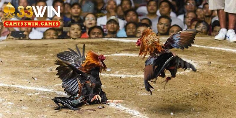 Những điểm hấp dẫn của chọi gà Philippines