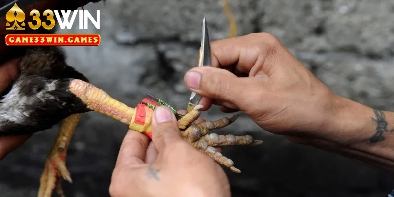 Vài nét cơ bản về trò chơi đá gà cựa sắt